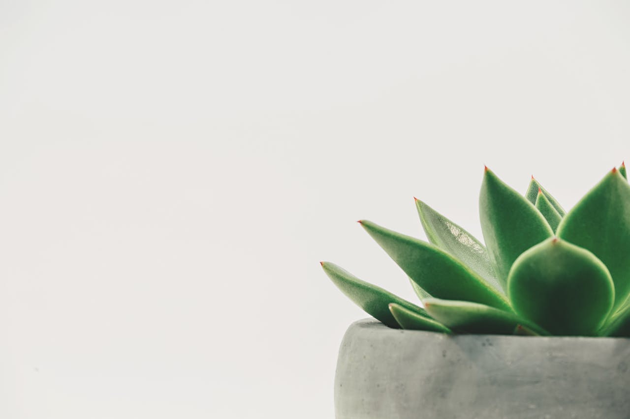 pexels-photo-305821 Succulent Plant on Gray Plant Pot Close-up Photo